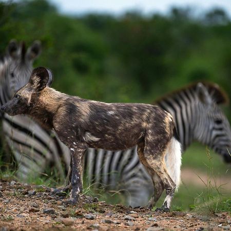 סקוקוזה Leopard Sands Kruger Park מראה חיצוני תמונה