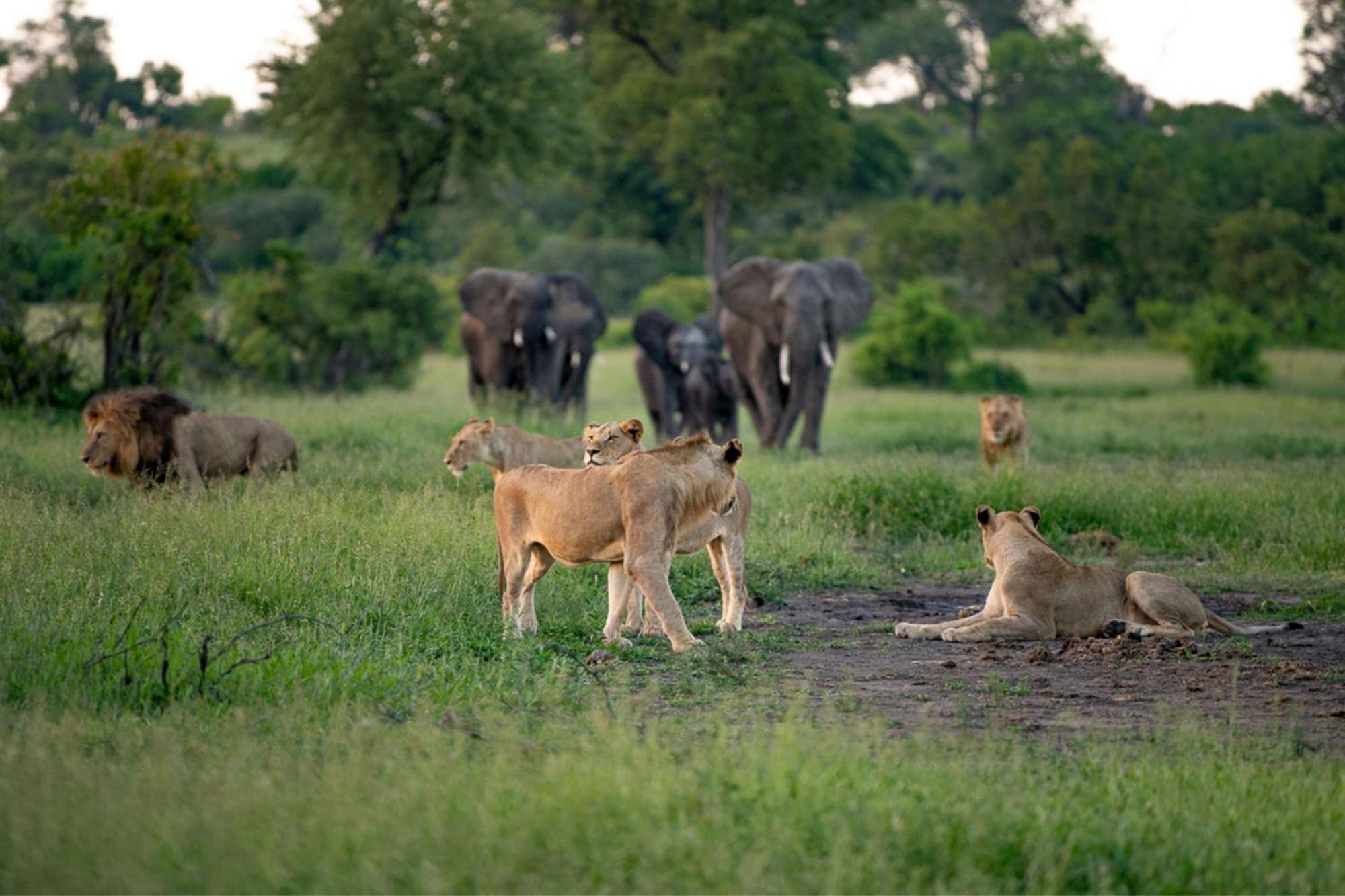 סקוקוזה Leopard Sands Kruger Park מראה חיצוני תמונה