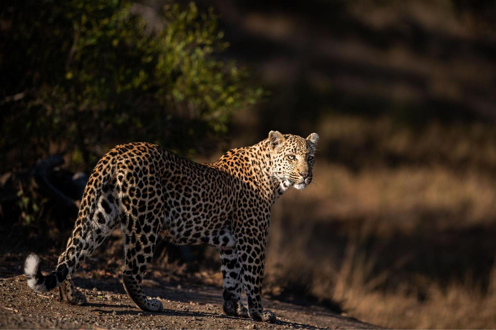 סקוקוזה Leopard Sands Kruger Park מראה חיצוני תמונה