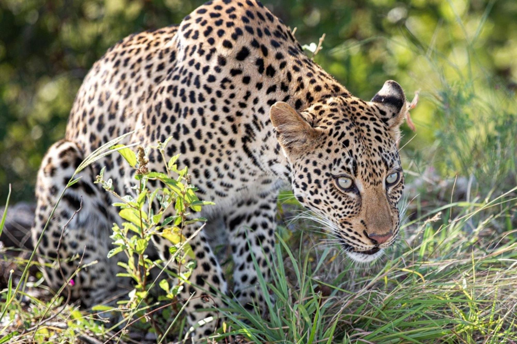 סקוקוזה Leopard Sands Kruger Park מראה חיצוני תמונה