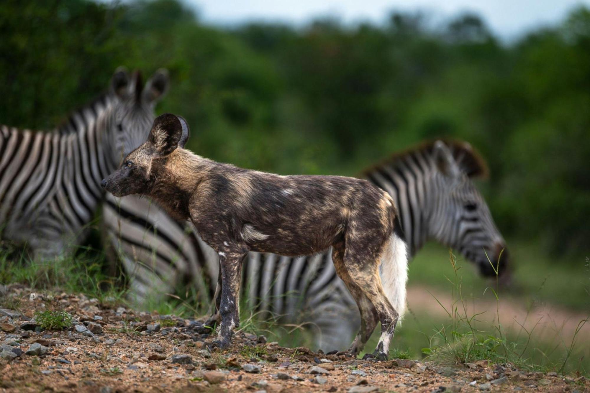 סקוקוזה Leopard Sands Kruger Park מראה חיצוני תמונה